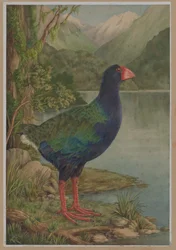 Ilustración en acuarela de takahe